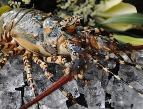 美洲龙虾是大型龙虾品种具有经济和食用价值