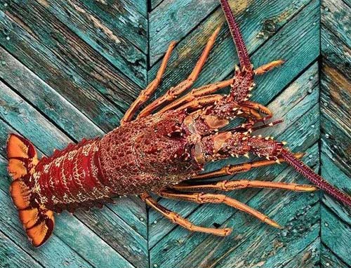 新西兰岩龙虾（Rock Lobster）是一种常见的龙虾品种.