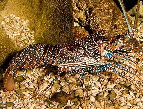 斑点龙虾也被称为岩石龙虾或长须龙虾