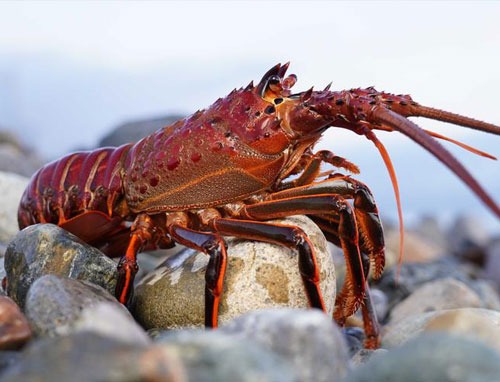 墨西哥龙虾是海鲜食材也称龙虾尾或斑节龙虾