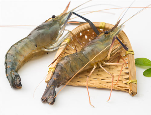 黄脚虾是一种小型海虾也被称为黄脚鲜虾或金脚虾