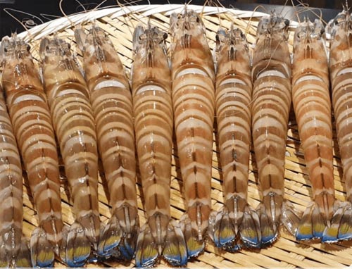 大明虾也被称为老虎虾是体型较大的虾类