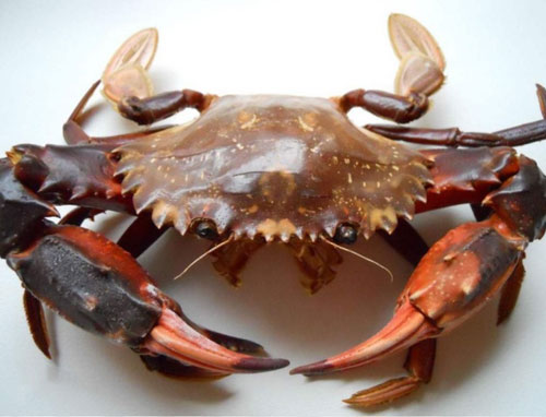 日本蟳（Japanese Snow Crab）是一种优质的海鲜食材