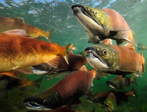 大马哈鱼（Big pacific-salmon）又名麻哈鱼，马哈鱼，鲑鱼。