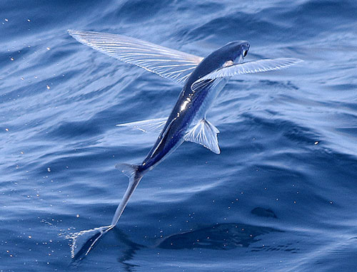 飞鱼（Flying fish）又名文鳐鱼、燕鳐鱼、燕儿鱼。