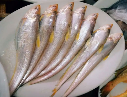 凤尾鱼（Ribbonfish）别名鲚鱼、刀鱼、子鱼。