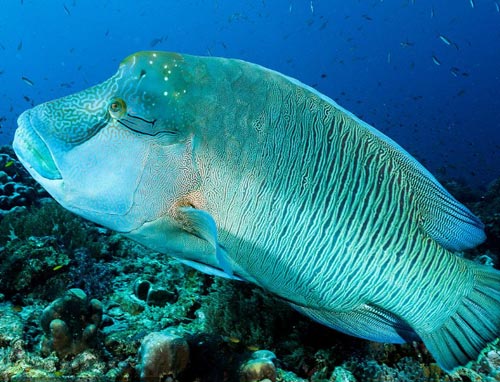 苏眉鱼是指波纹唇鱼又名曲纹唇鱼、龙王鲷、海哥龙王。