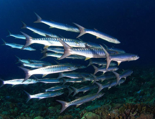 梭鱼（Barracuda）又译金梭鱼或梭子鱼。