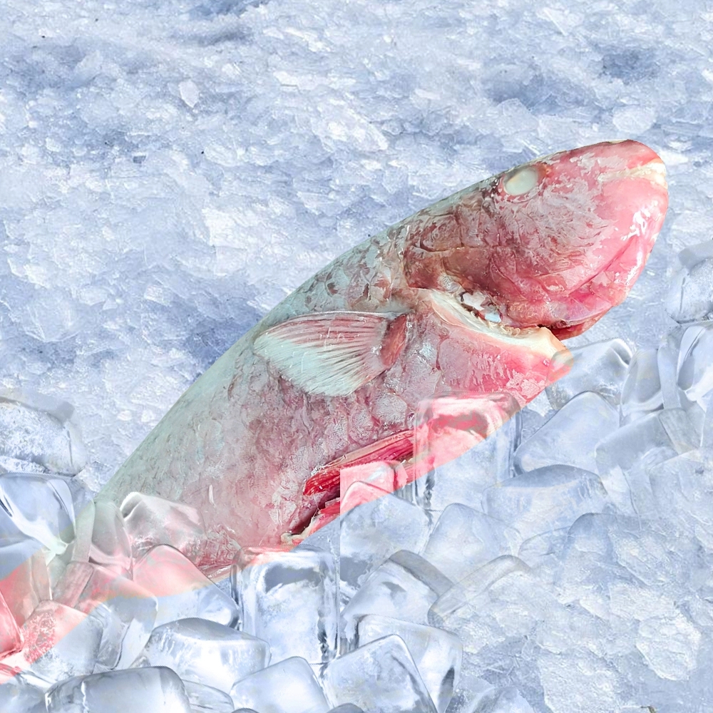 海产红衣鱼