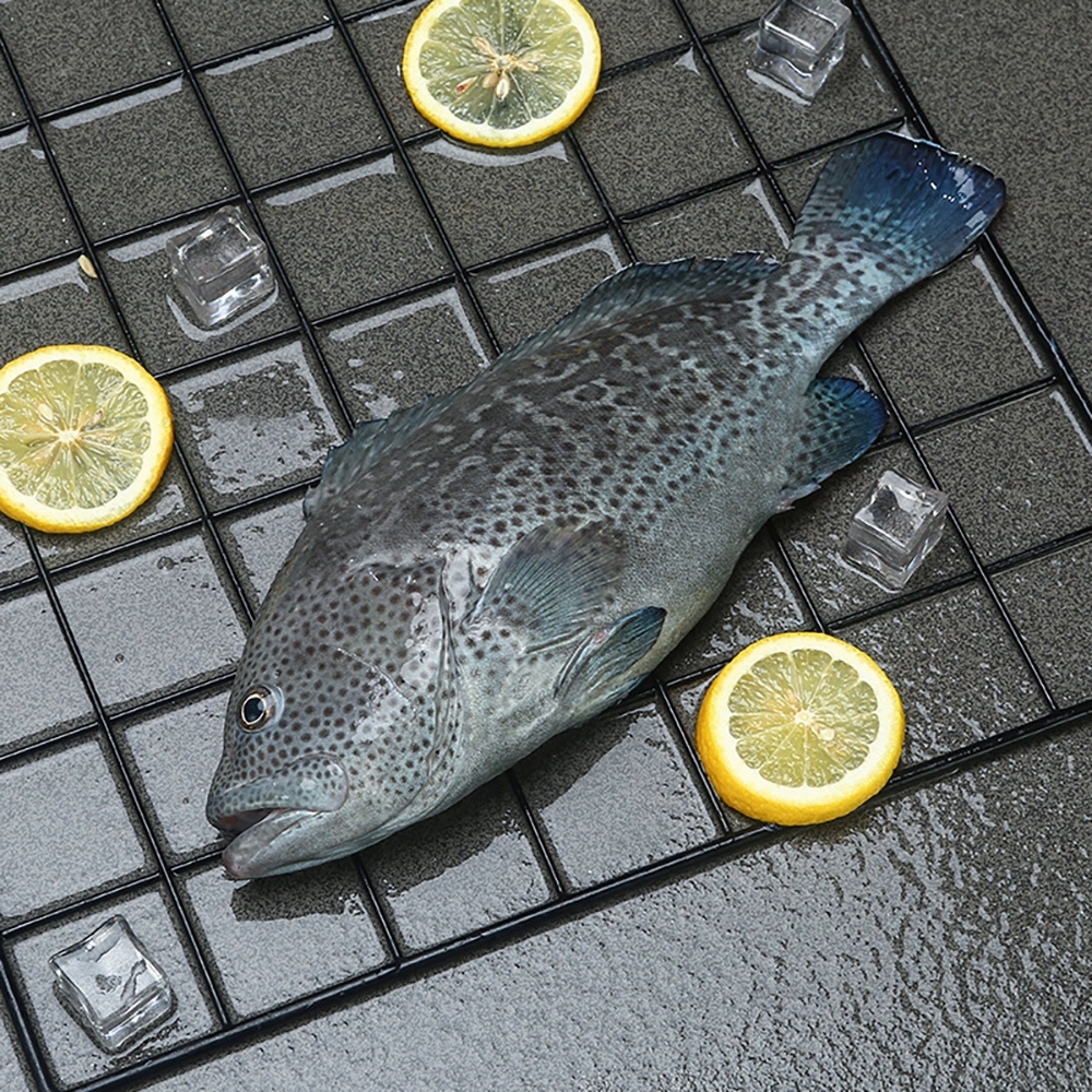 海产石斑鱼