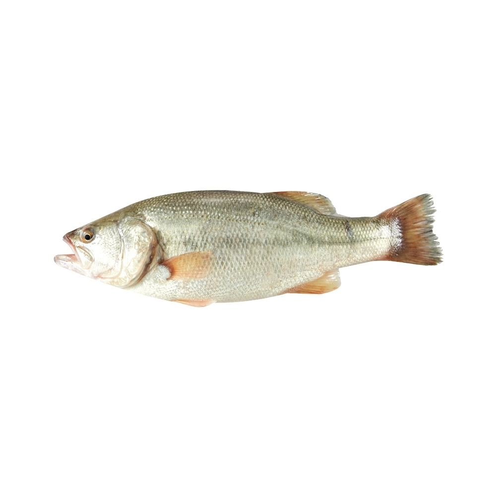 鲈鱼价格