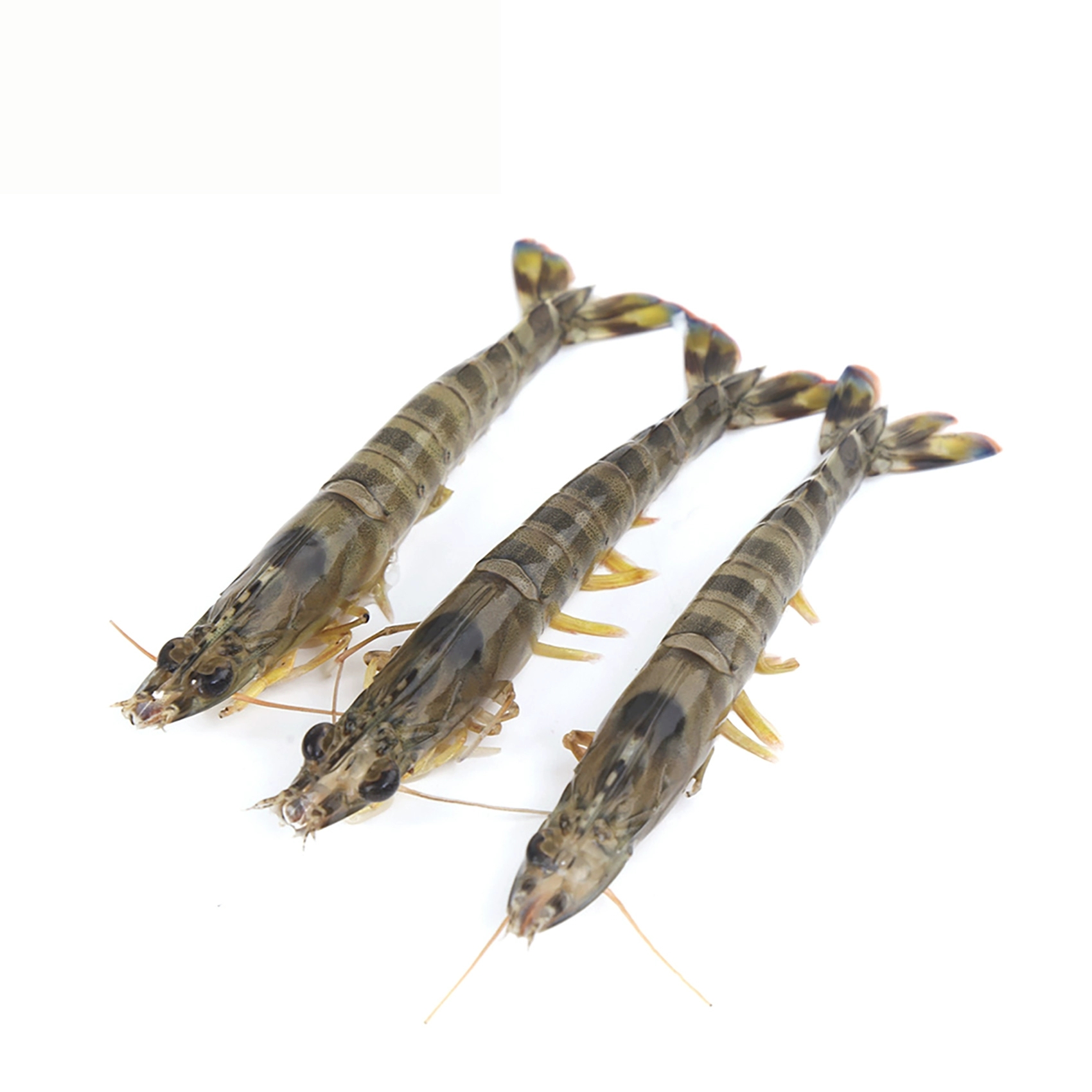 斑节虾批发