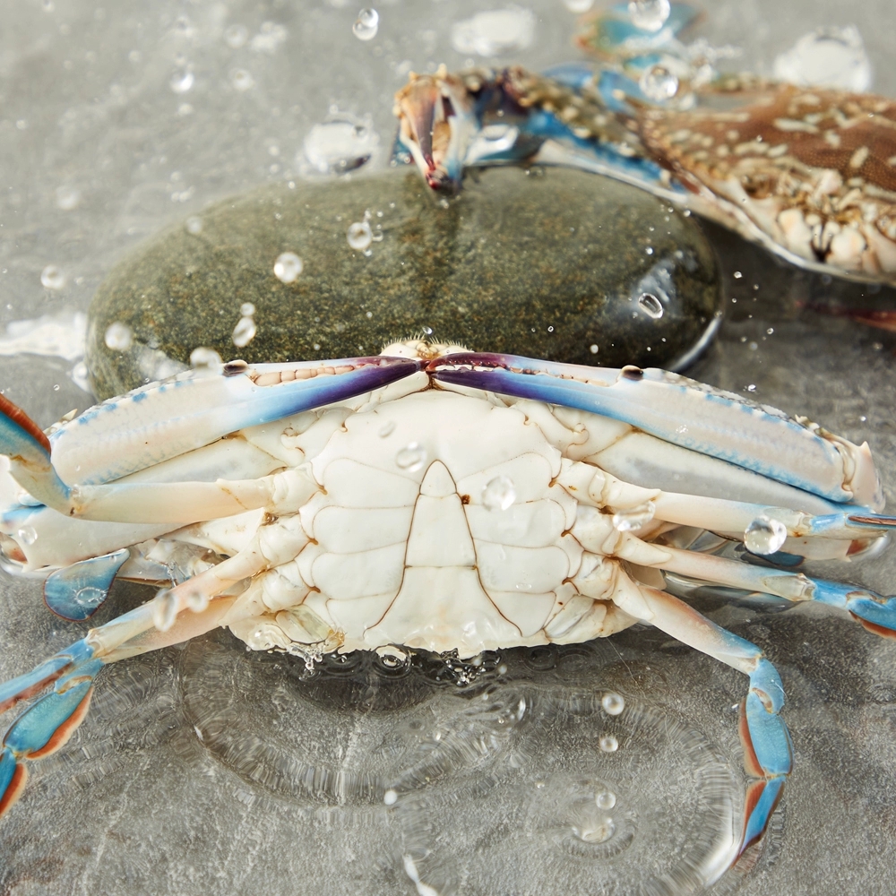 海鲜批发兰花蟹