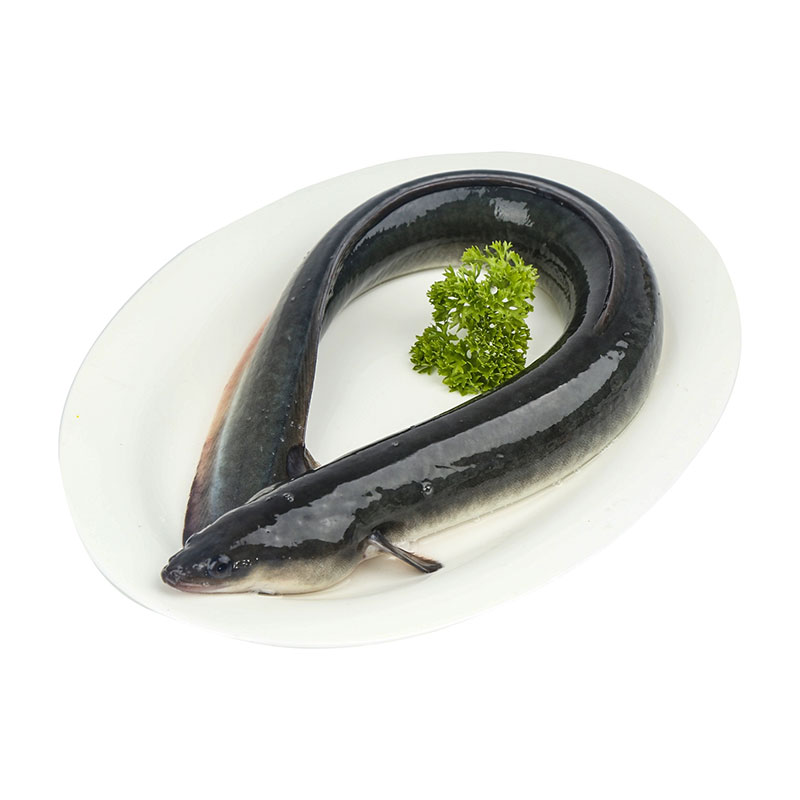 河鳗批发