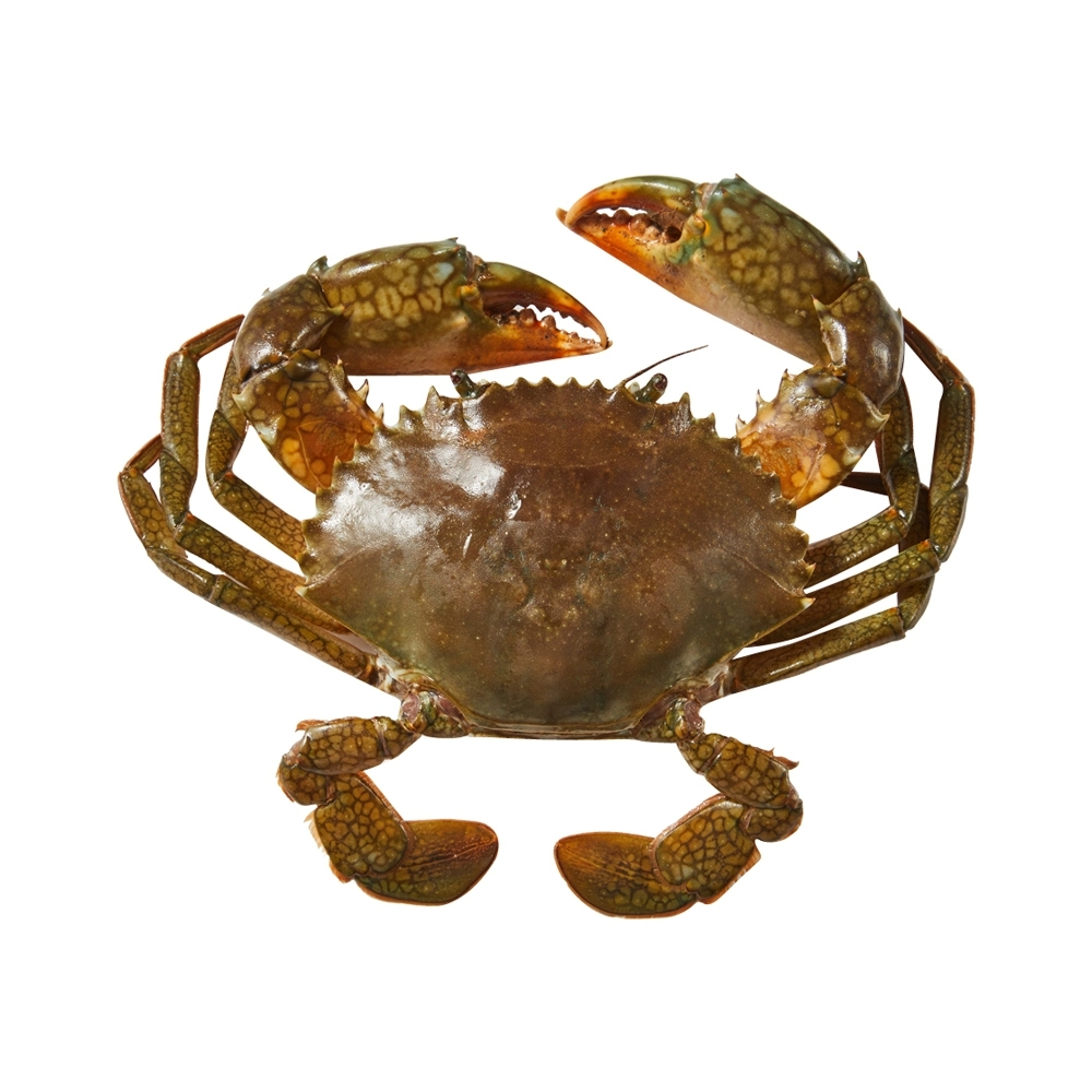 青蟹
