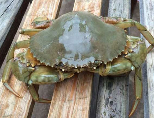 锯缘青蟹是软甲纲十足目梭子蟹科青蟹属甲壳类动物。