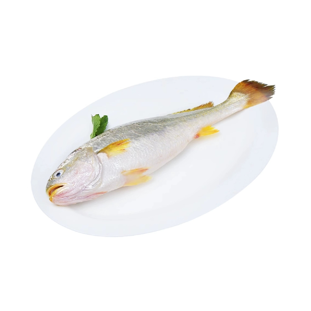 黄鱼