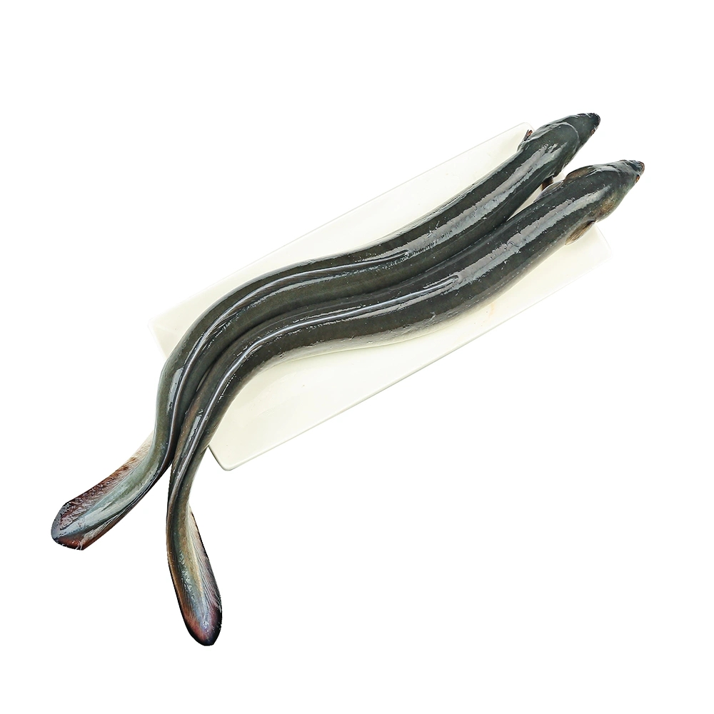 河鳗