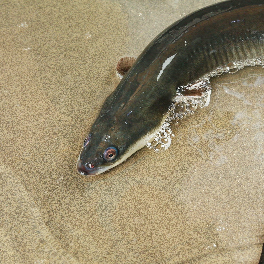 河鳗价格
