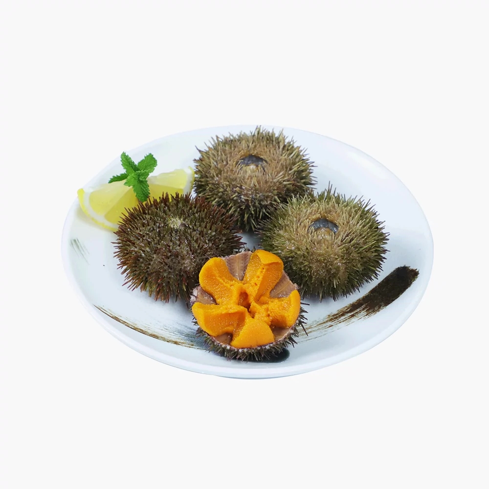 马粪海胆价格