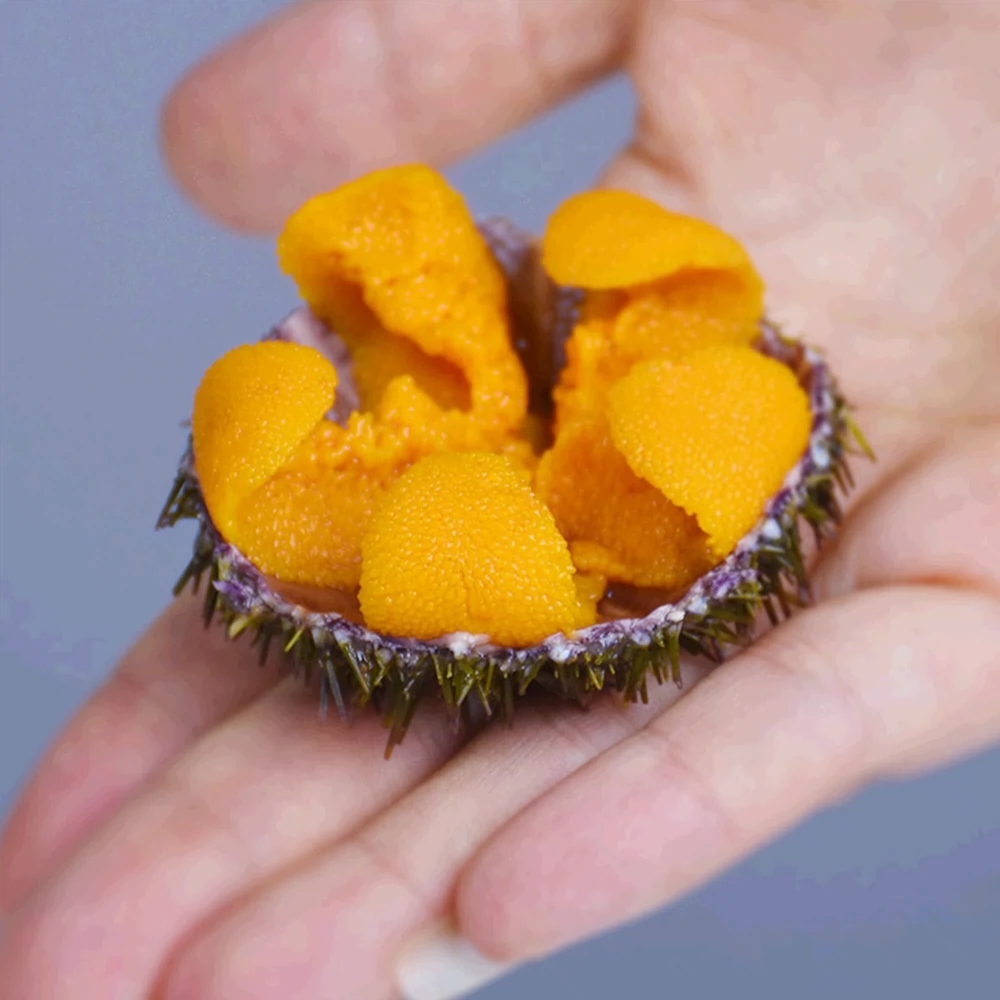 海鲜批发马粪海胆