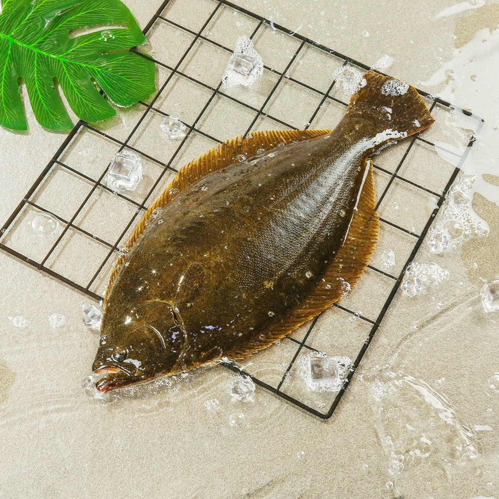 海产左口鱼