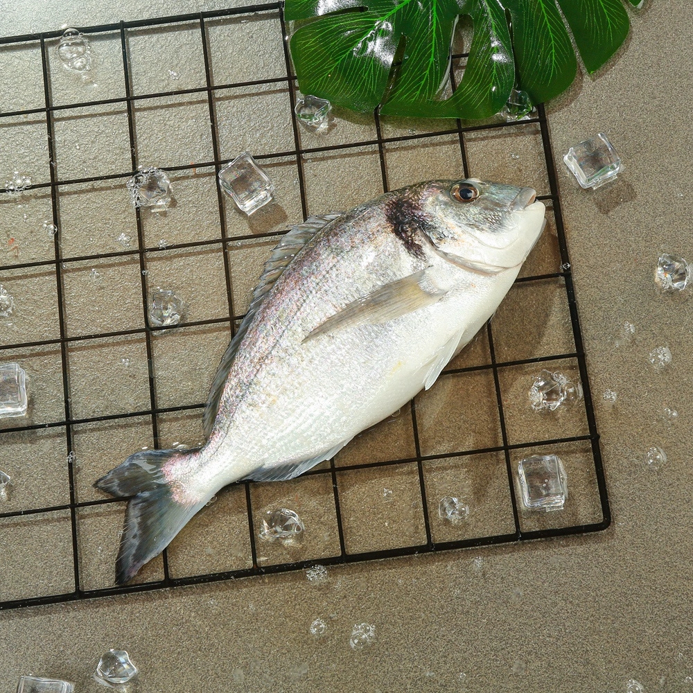 海产黑鲷鱼
