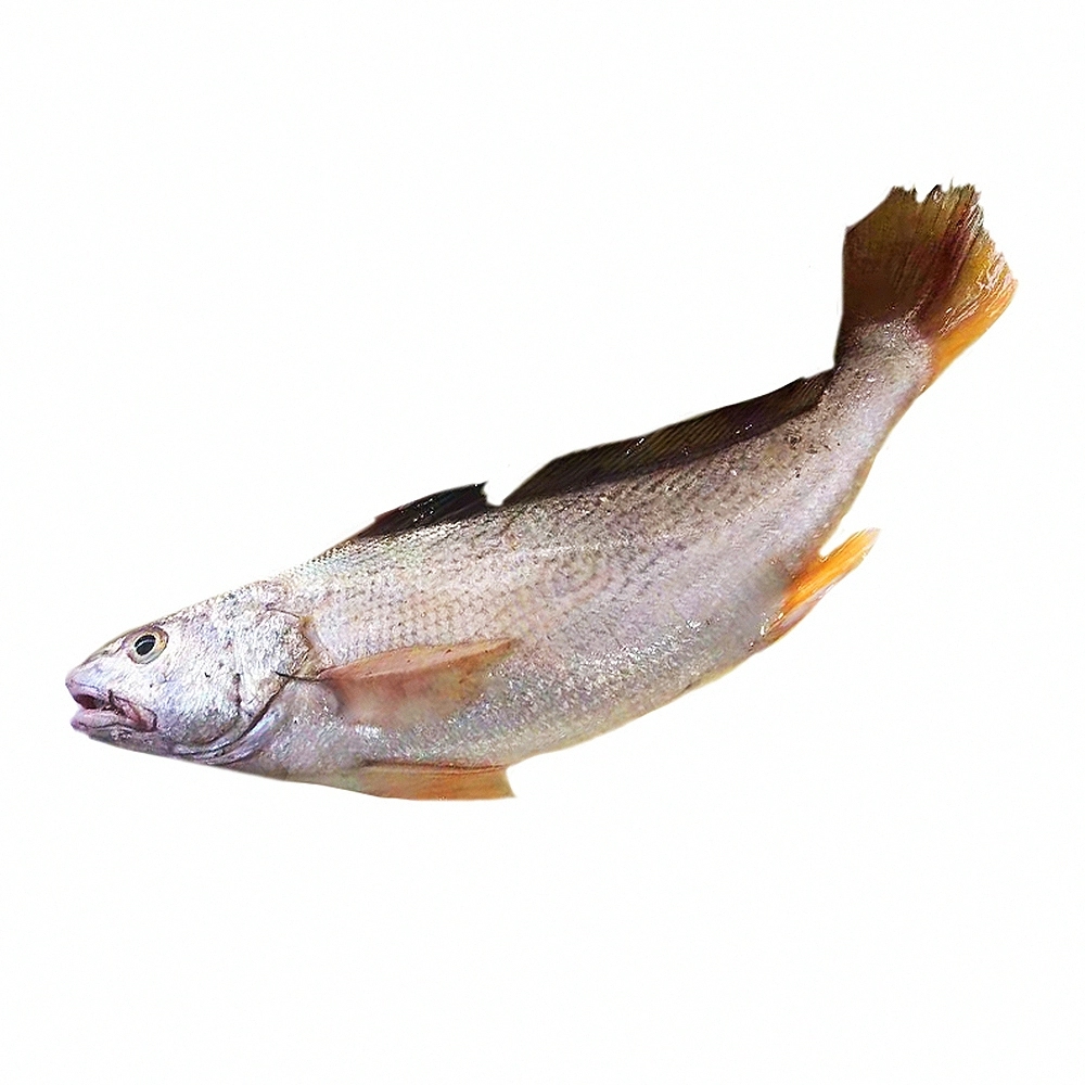 黄姑鱼