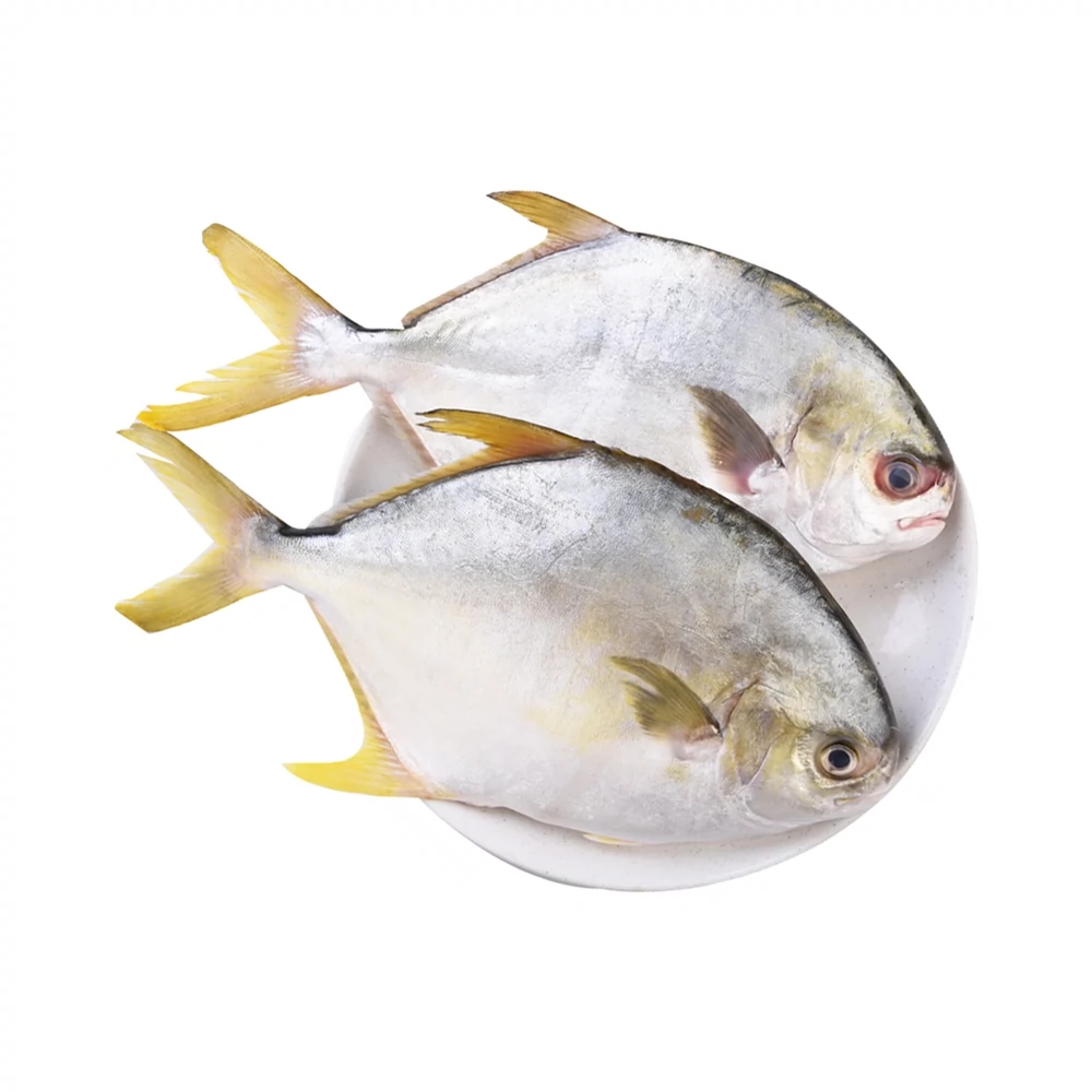 金鲳鱼