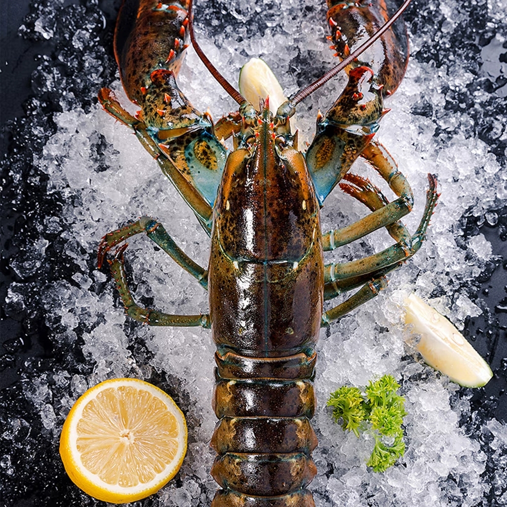 海产波士顿龙虾
