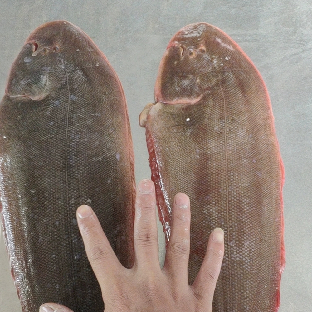 龙利鱼批发