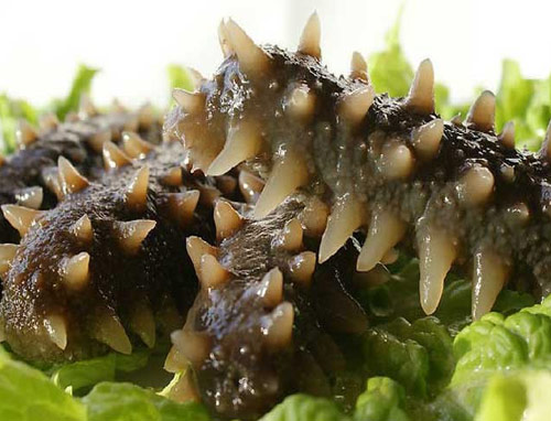 绿刺参（Green Sea Cucumber）又叫方柱参、方刺参。