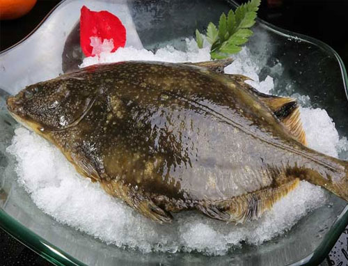 左口鱼（Left-eye flounder）是一种扁平的海水鱼类。