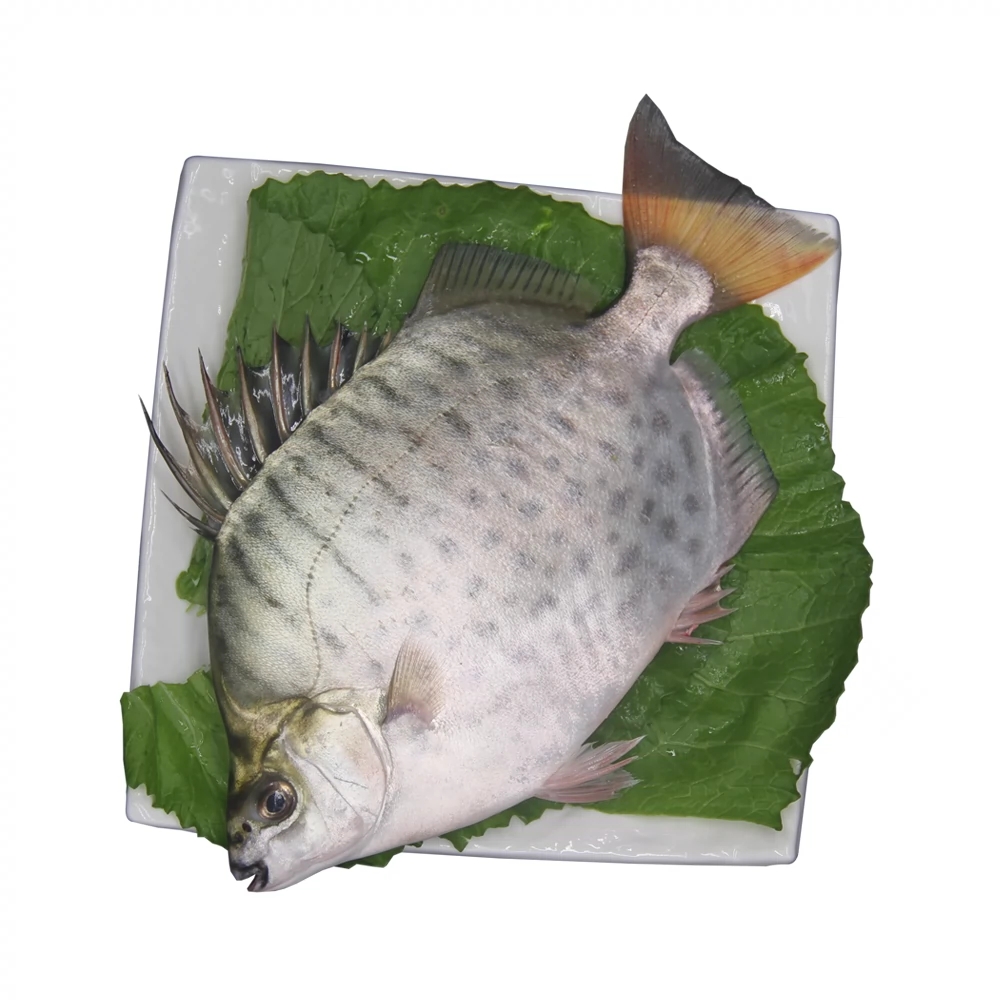 银鼓鱼