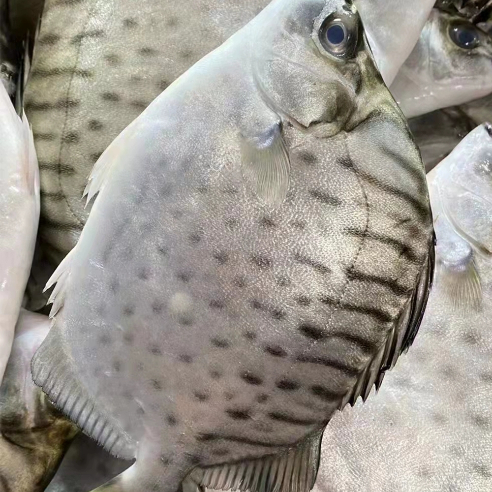 海产银鼓鱼