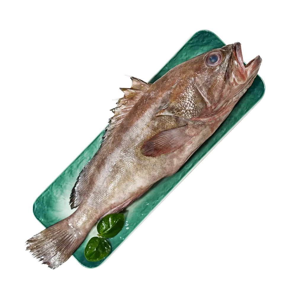 石斑鱼