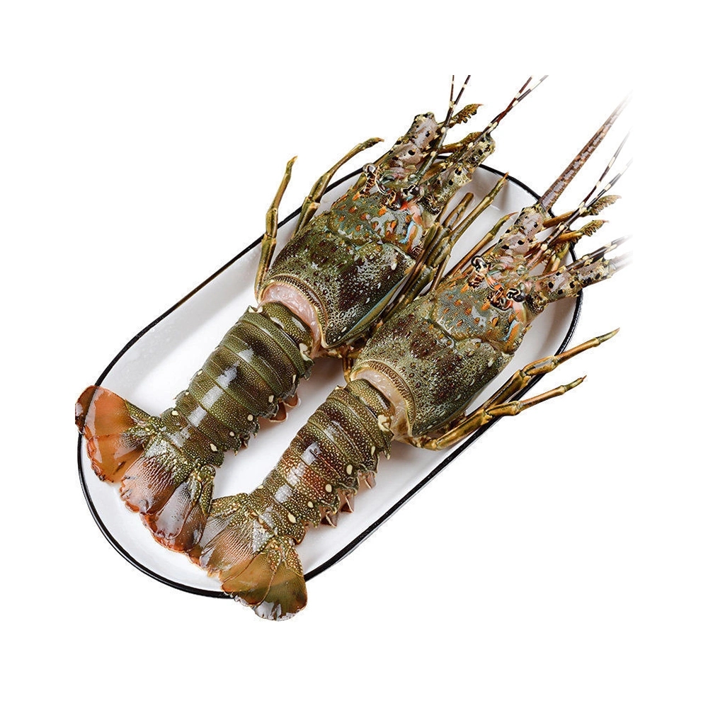 青龙虾