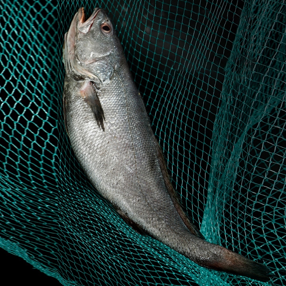 海鲜批发米鱼