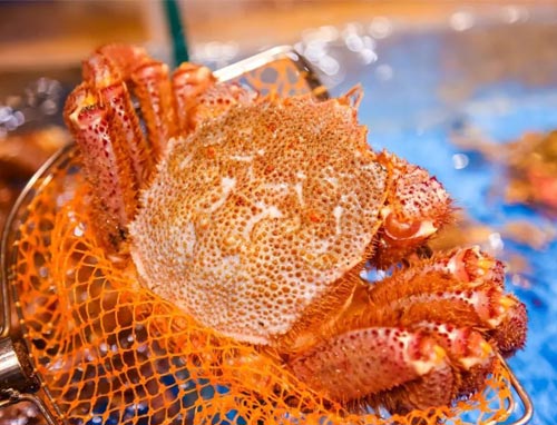 红毛蟹是一种常见的蟹类也被称为红梭子蟹