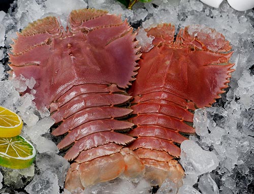 琵琶虾是常见的咸淡水虾也被称为巴布虾