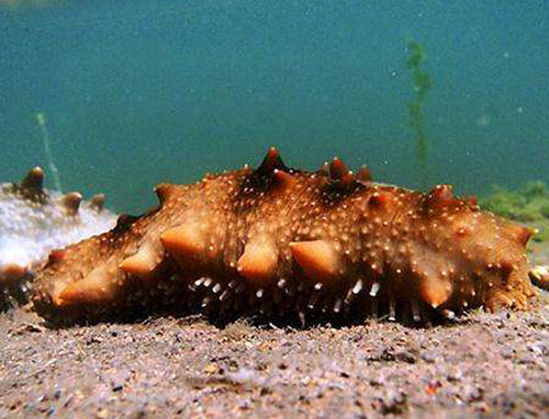 仿刺参（Sea Cucumber）又名刺参。